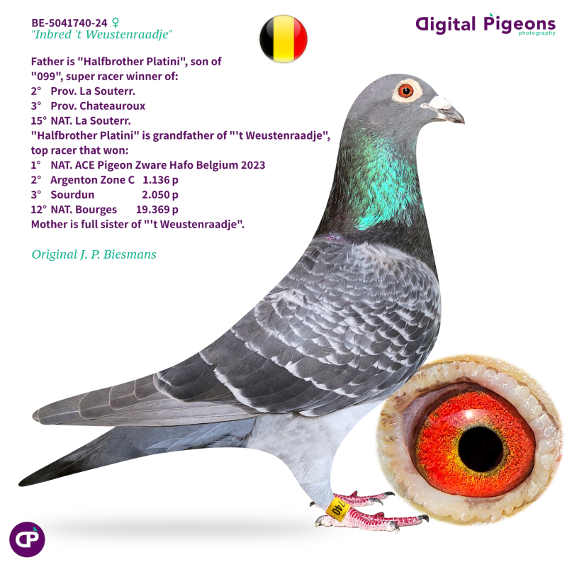 BE-5041740-24